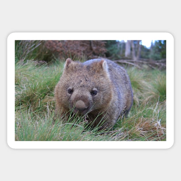 a wombat sitting on top of a grass covered field in tasmania near cradle mountain Sticker by Geoff79